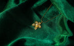 Golden Floral Pearl Pendant Necklace